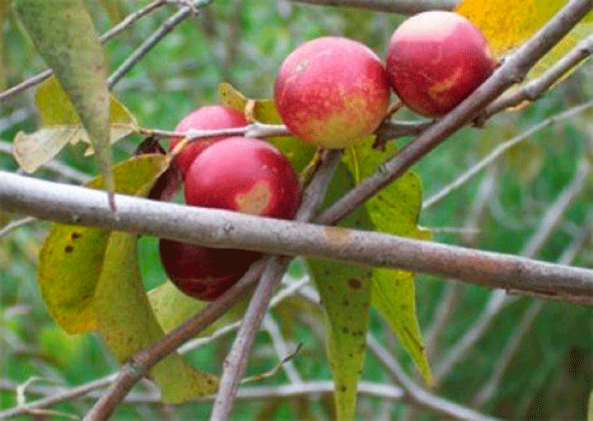 ¡Previene el resfrío tomando Camu Camu!