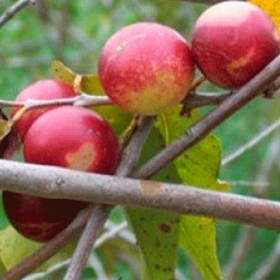 ¡Previene el resfrío tomando Camu Camu!